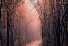 上海五星体育手机端有免费直播吗？怎么看？